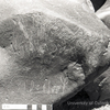 inscription of siglum KRS 1828