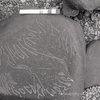 inscription of siglum KRS 19