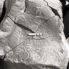 inscription of siglum KRS 1934