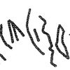 inscription of siglum KRS 2334