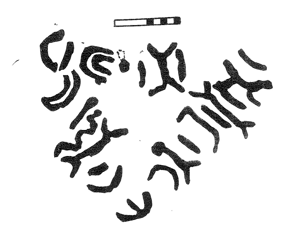 inscription of siglum KRS 2649