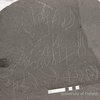 inscription of siglum KRS 2695