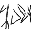 inscription of siglum KRS 498