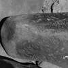 inscription of siglum LP 373