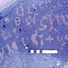 inscription of siglum MKMR 11