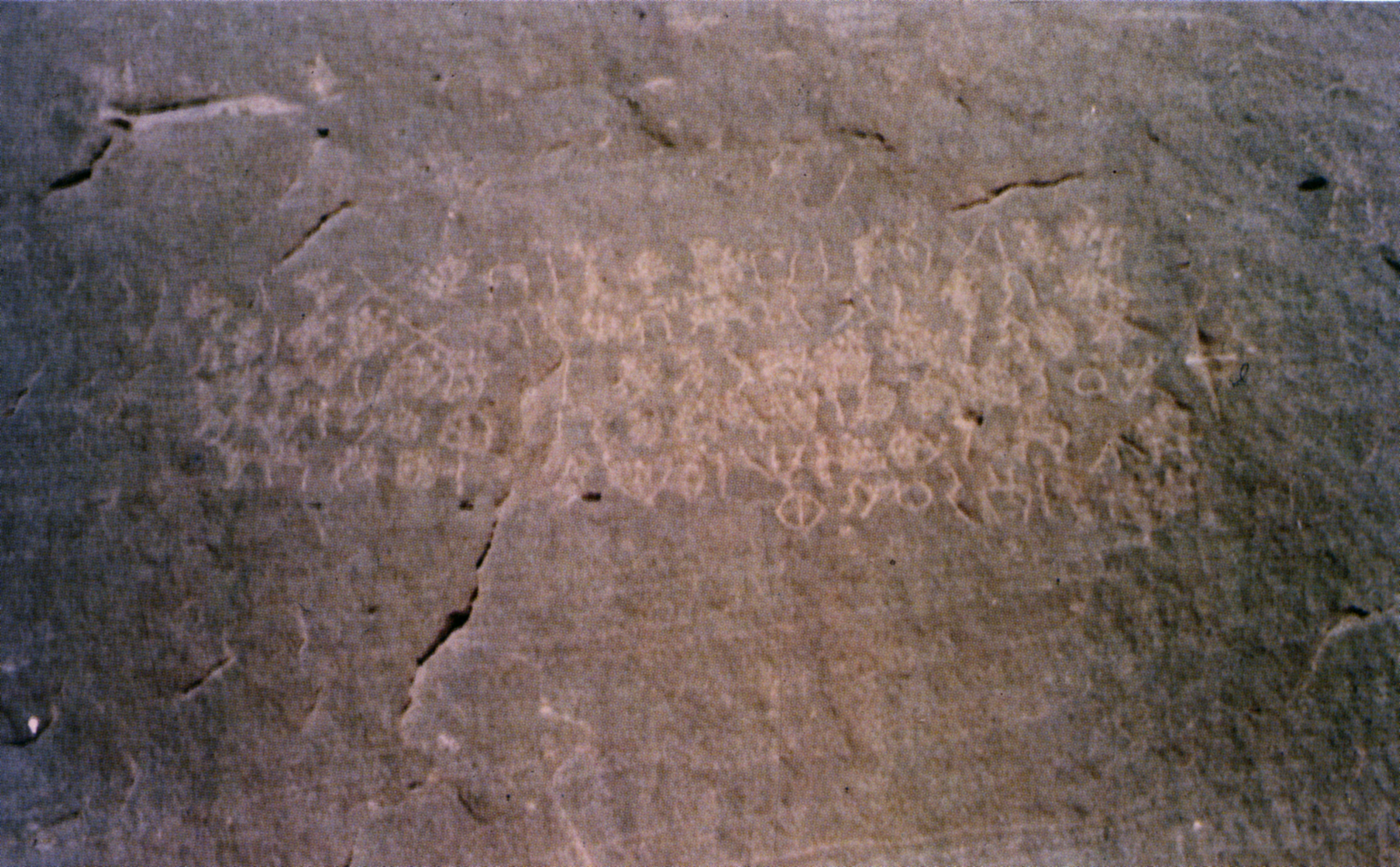 inscription of siglum Nasif 1988: 55, pl. LV