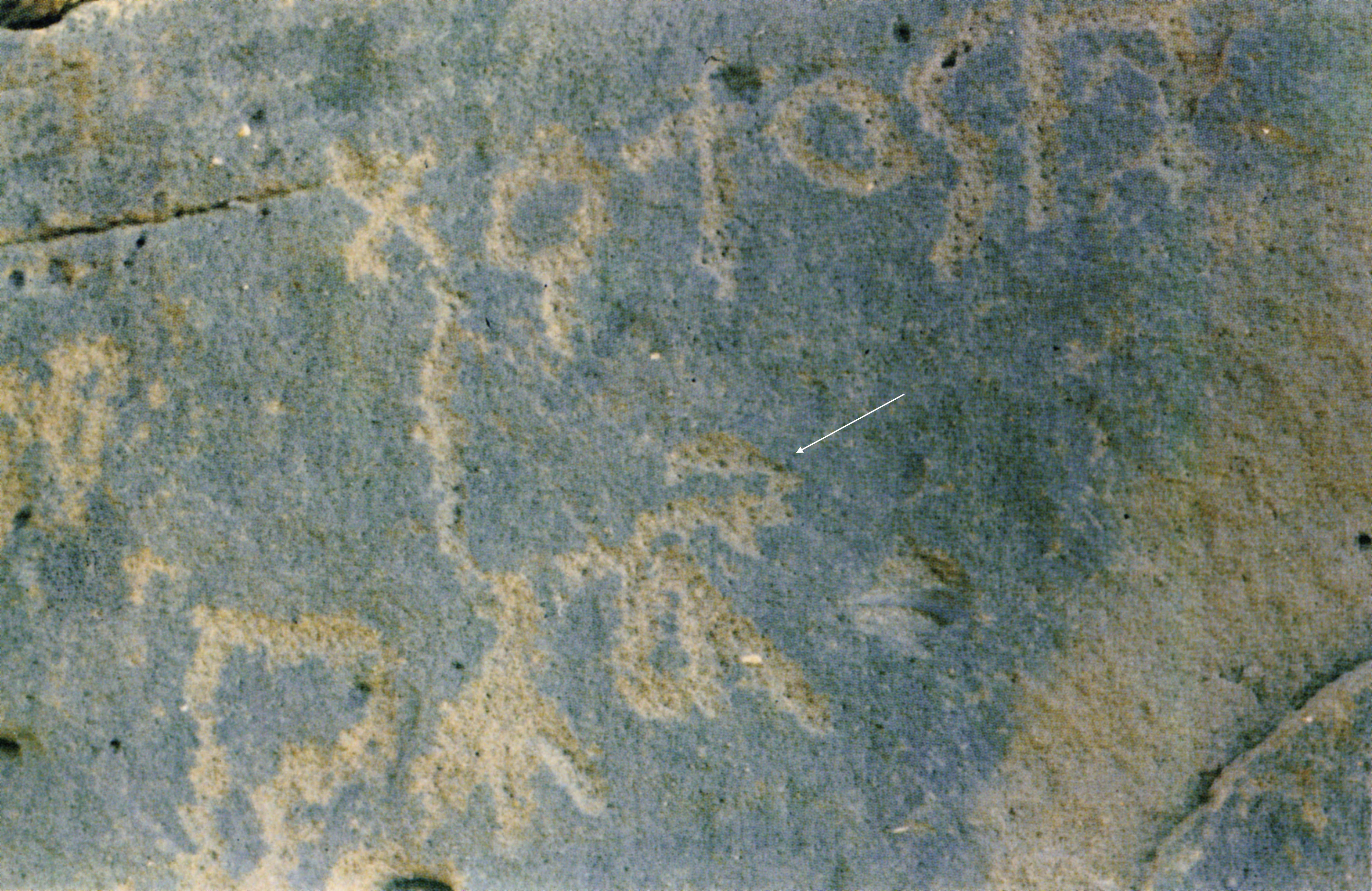 inscription of siglum Nasif 1988: 60, pl. LXII/b