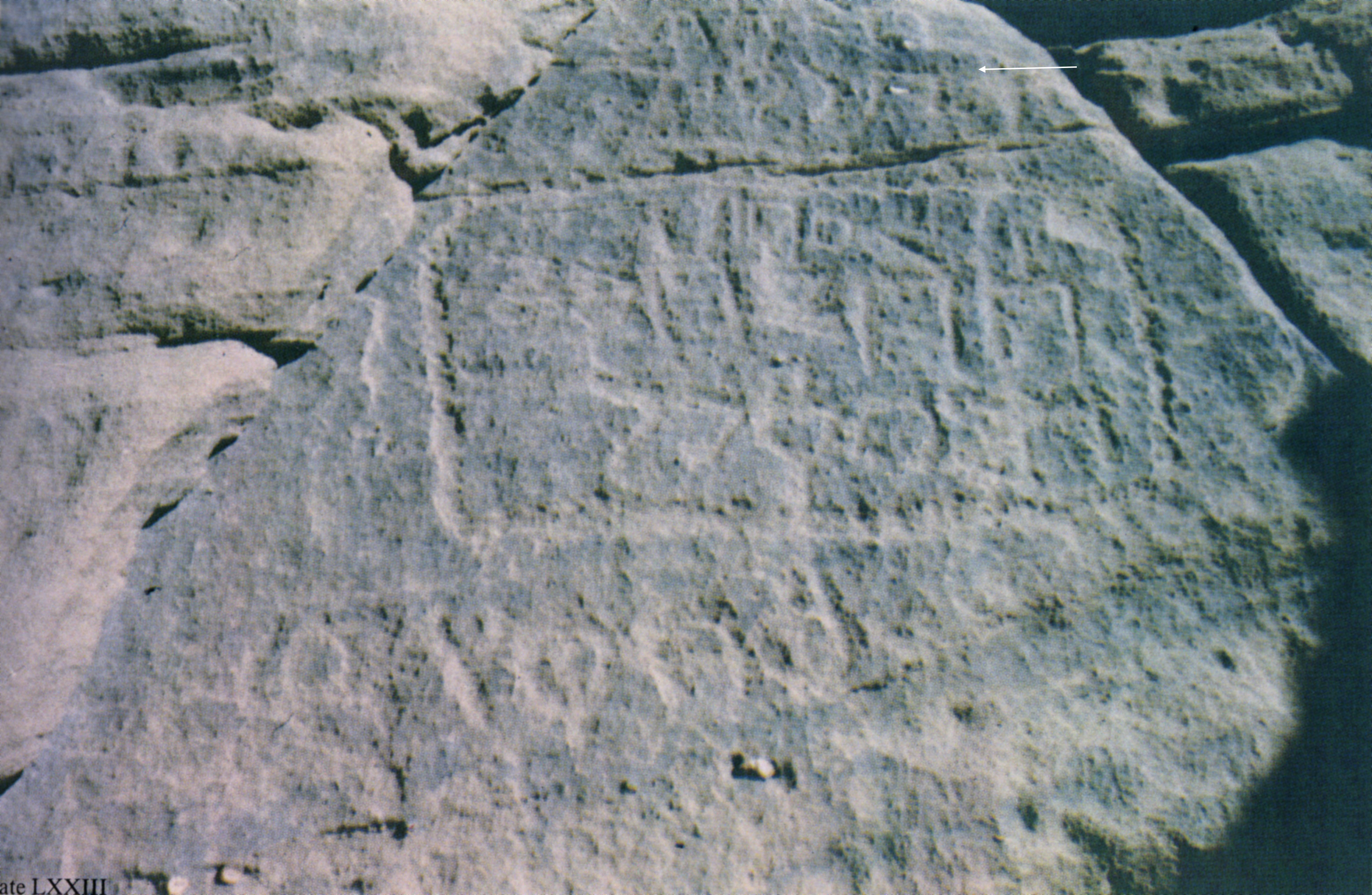 inscription of siglum Nasif 1988: 65, pl. LXXIII/c