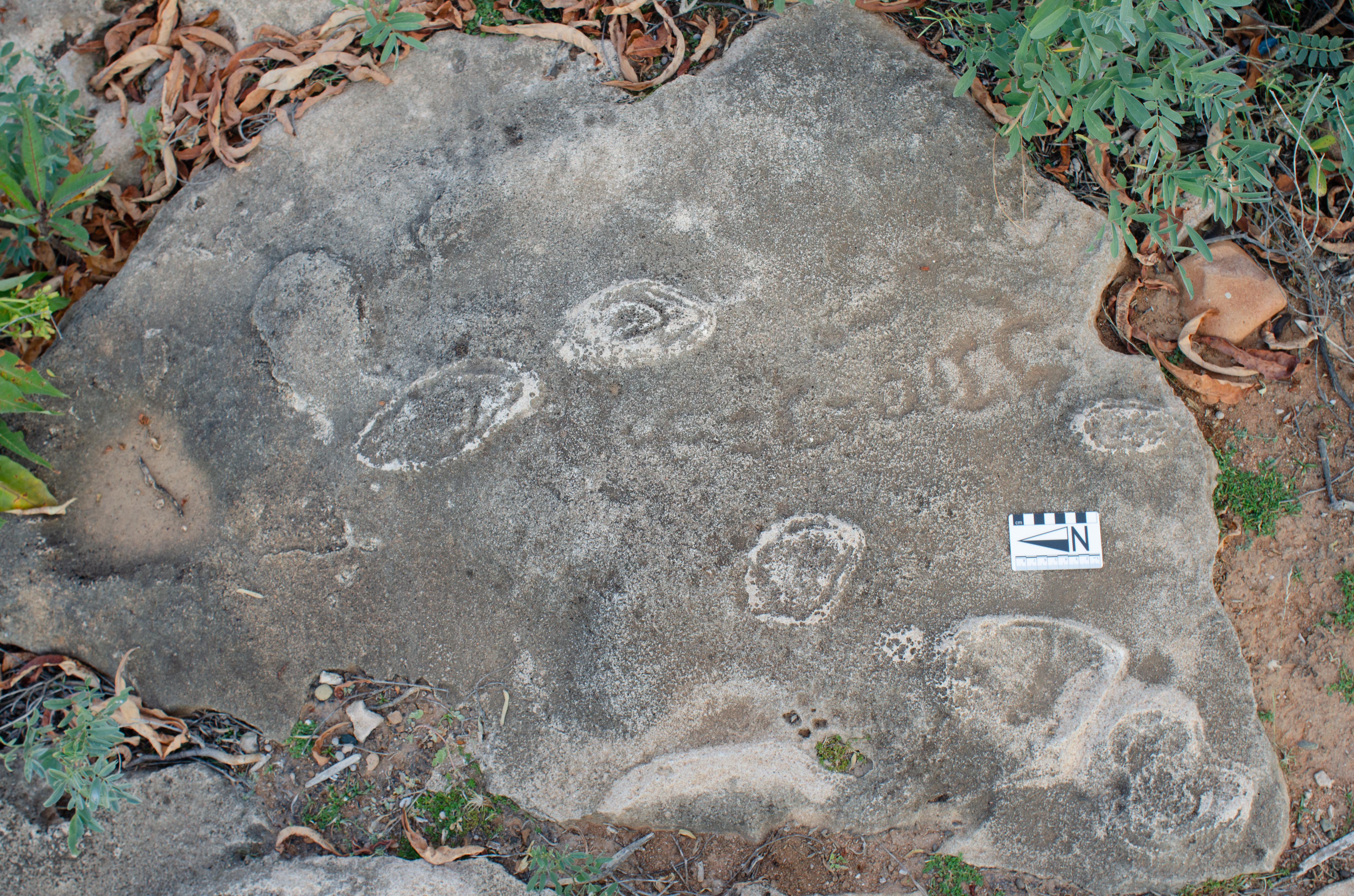 Image of DSh 1