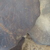 inscription of siglum SIJ 788.1