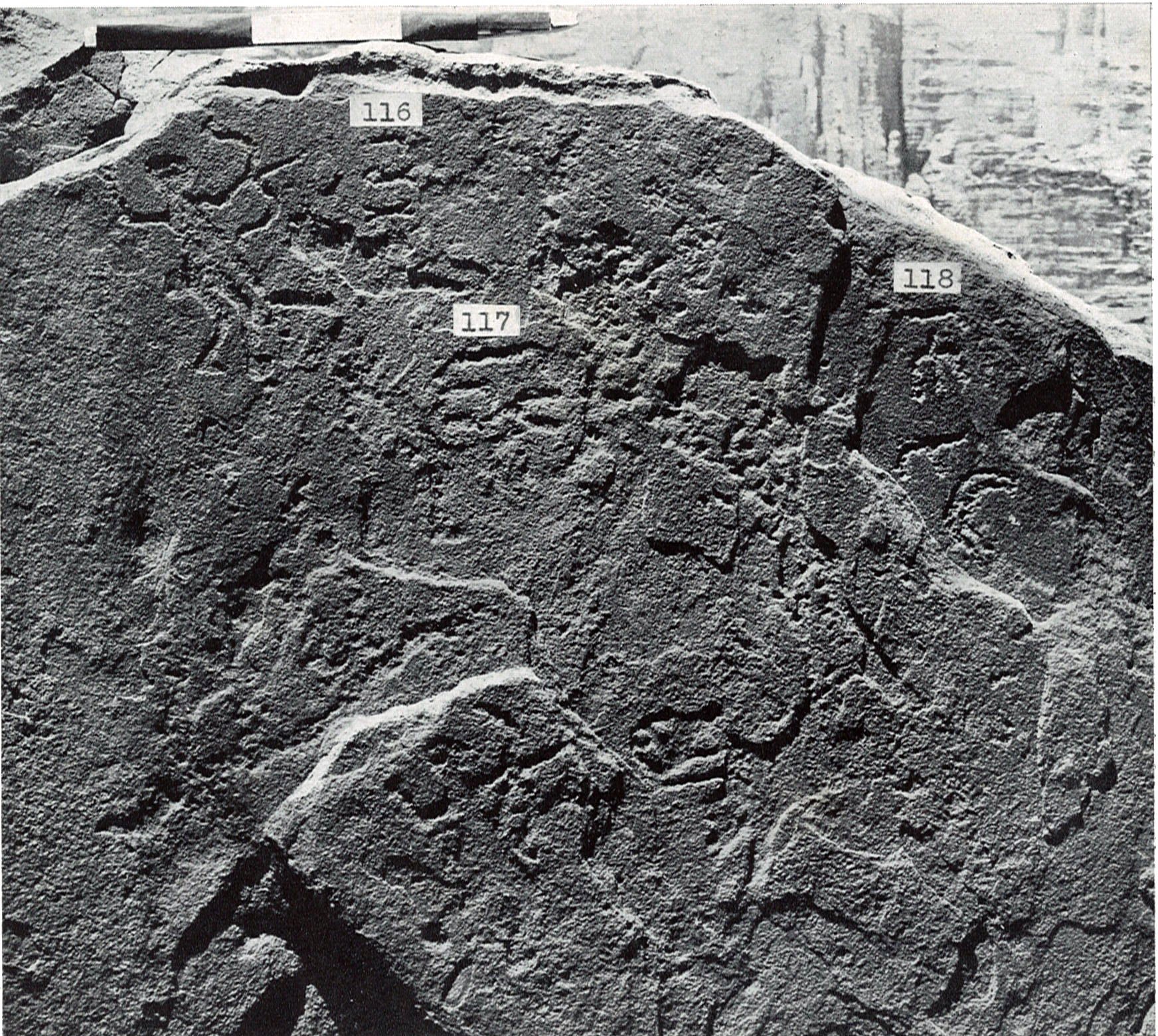 inscription of siglum TIJ 116