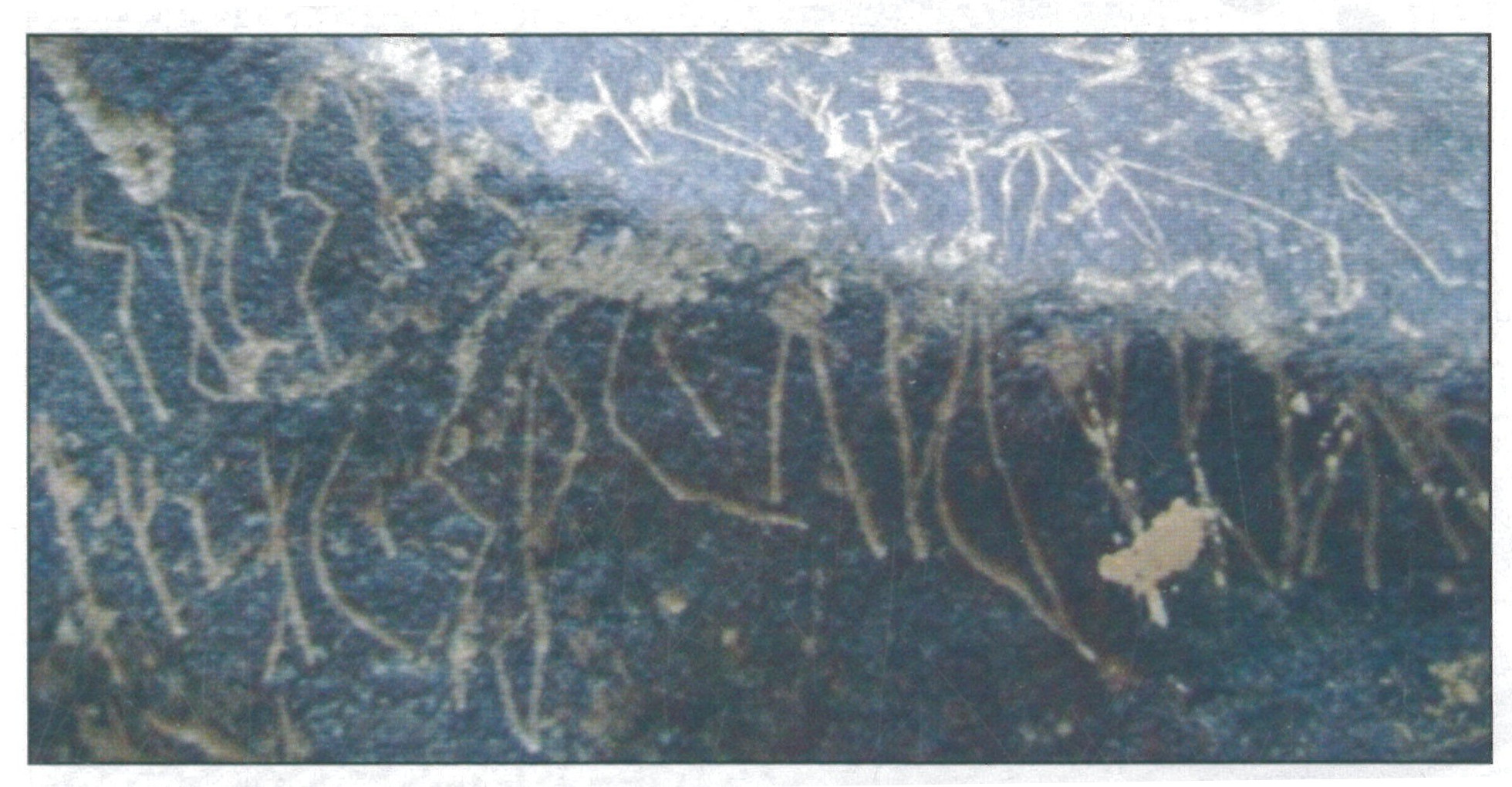 inscription of siglum TTF 2.1