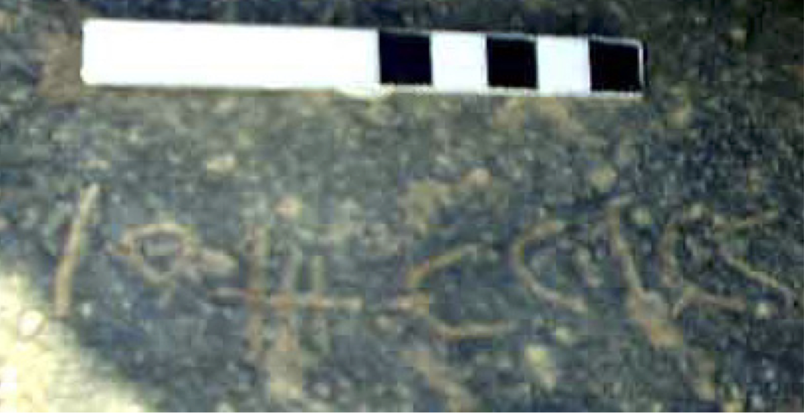 inscription of siglum TaNQF 4