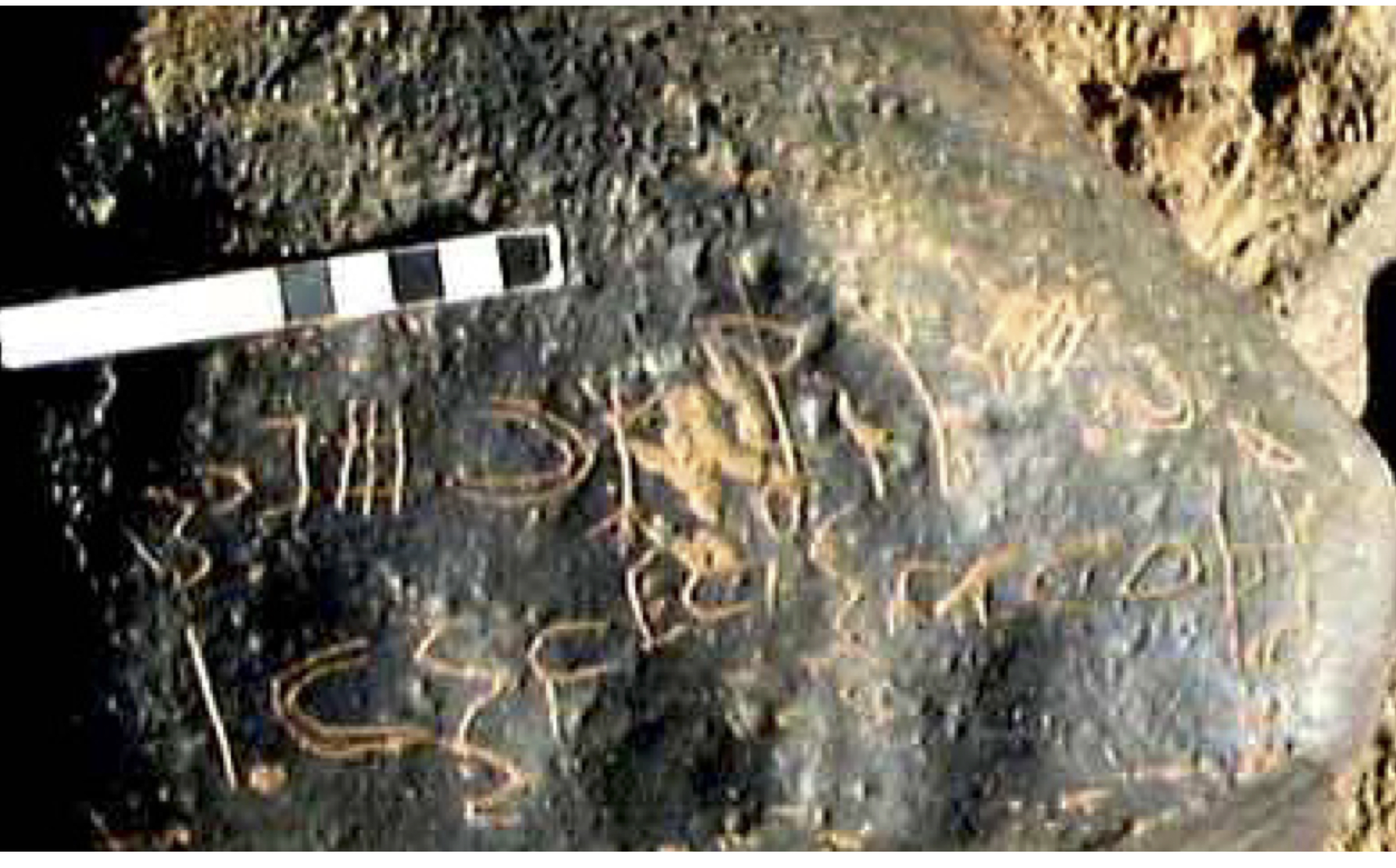 inscription of siglum TaNQF 7