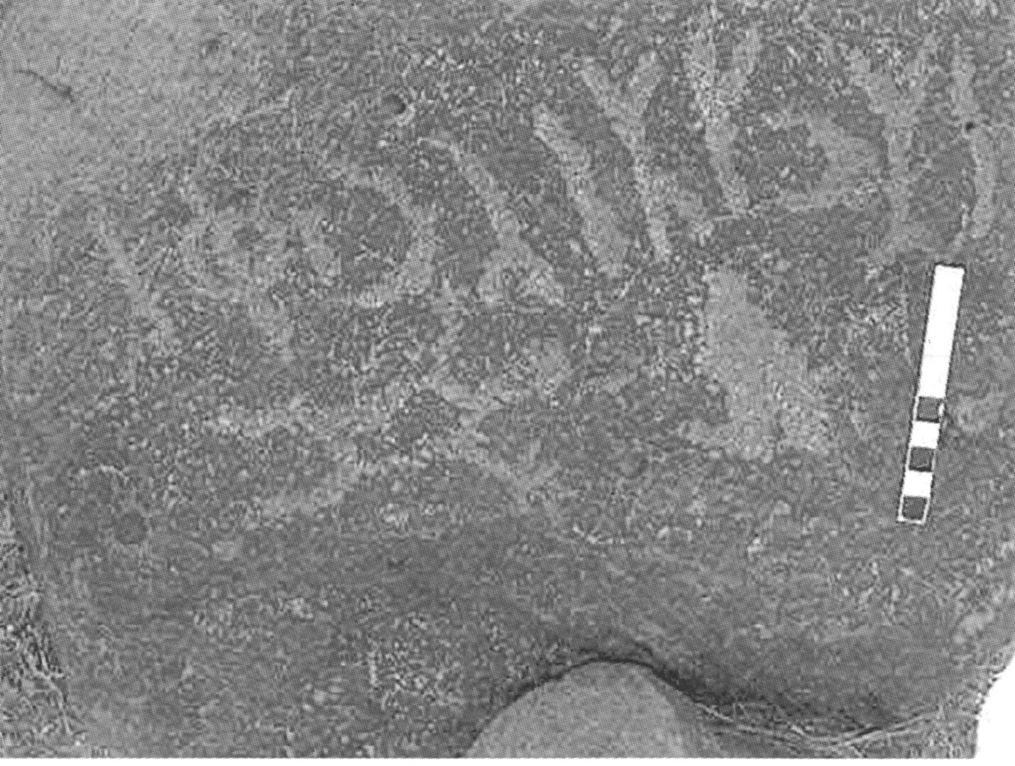 inscription of siglum TaNS 4