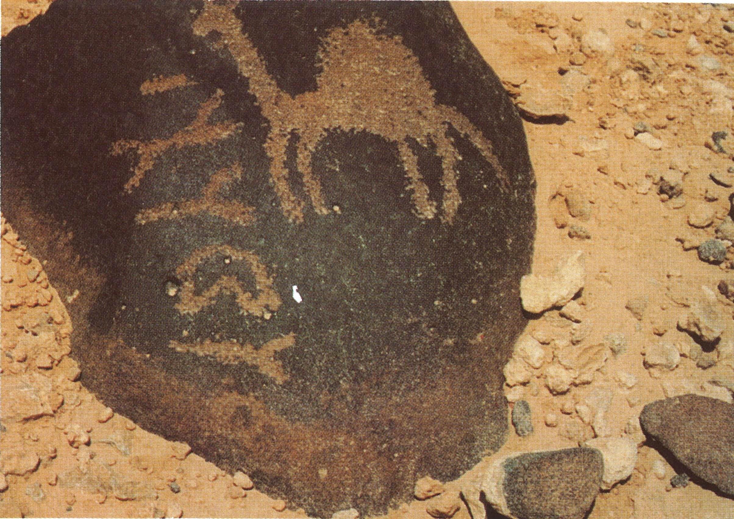 inscription of siglum ThSaf 74