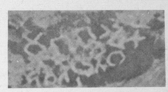 inscription of siglum W.Dad 18