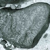 inscription of siglum WH 2407