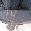 inscription of siglum ZMMS 182