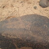 inscription of siglum ZMMS 212