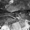 Hāniʾ's skeleton in situ